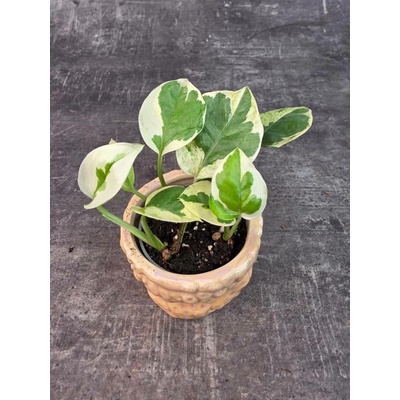 Epipremnum NJoy mini (Šplhavnice s nádherně žíhanými listy)