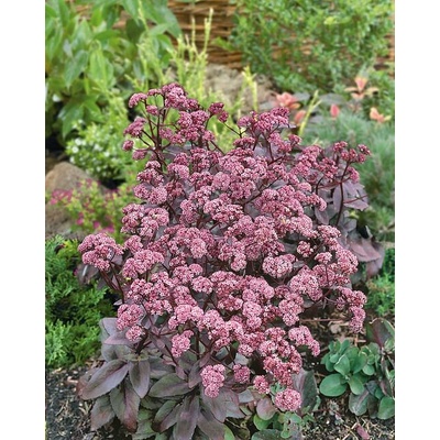 Sedum hyb. 'Jose Aubergine' Velikost hrnku: 10,5cm