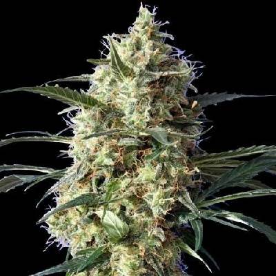 Spliff Seeds Snow White semena neobsahují THC 3 ks