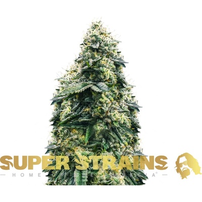 Super Strains El Cucaracha semienka neobsahujú THC 1 ks
