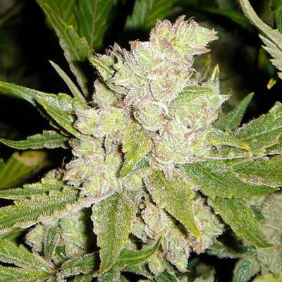 Soma Seeds Sogouda semena neobsahují THC 3 ks