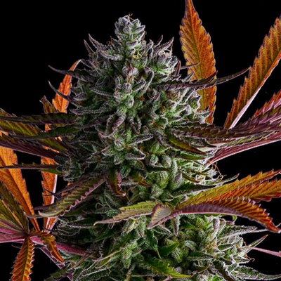 Anesia Seeds Strawberry Pop Rocks semienka neobsahujú THC 10 ks