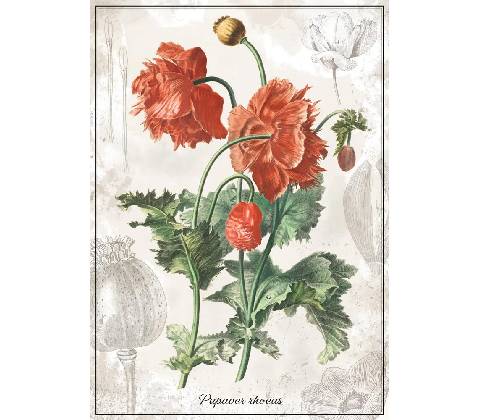 Interdruk Botanický mak 1000 dielov