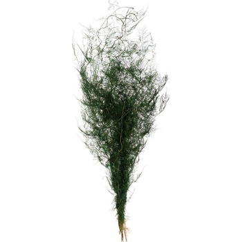 Asparagus