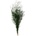 Asparagus