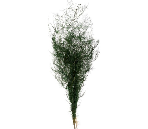 Asparagus