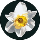 Vymalujsisam.sk Maľovanie podľa čísiel Kvet narcisu