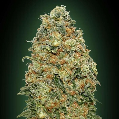 00 Seeds Bank White Widow semena neobsahují THC 5 ks