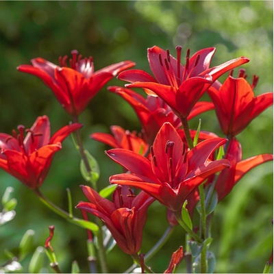 Lilie Diabora Lilium cibule lilií 1 ks