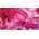 Haier H55S90GUX