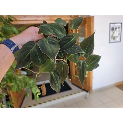 Philodendron Micans