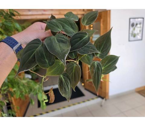 Philodendron Micans