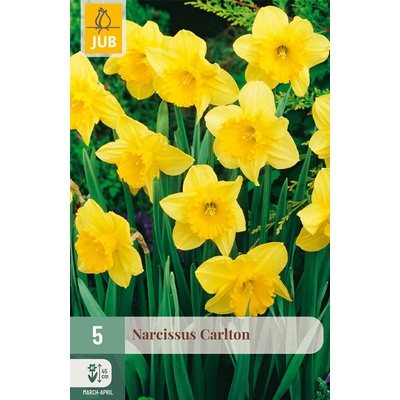JUB Narcis - Carlton