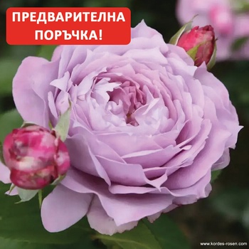 Kordes® Роза Novalis® - Kordes®