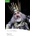 King Lear Book