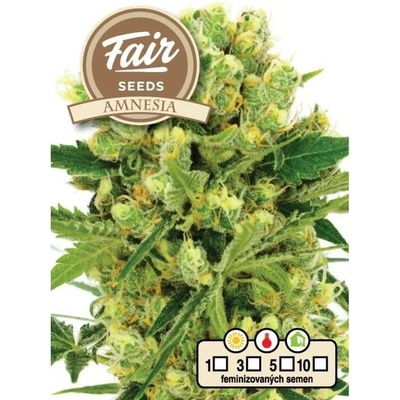 Fair Seeds Amnesia semena neobsahují THC 10 ks