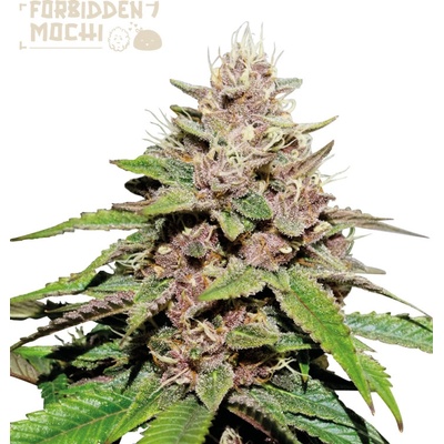 Seedstockers Superior Forbidden Mochi Auto semienka neobsahujú THC 3 ks