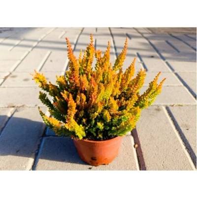 Vres obyčajný (Calluna vulgaris) ´WICKWAR FLAME´ – výška 10-15 cm, ⌀ ružice 10-15 cm, kont. C1L