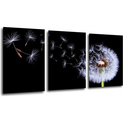 Impresi Obraz Púpava na čiernom pozadí - 150 x 70 cm (3 dielny)