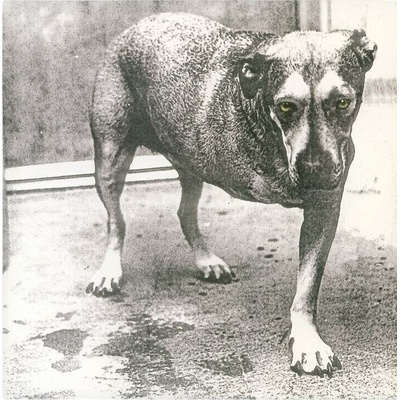 Alice In Chains - Alice In Chains (30th Anniversary Edition) (Reissue) (Yellow Neon Coloured) (2 LP) (0198028486910)