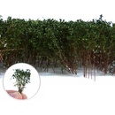 Dekorace Green Stuff World Tall Shrubbery: Dark Green