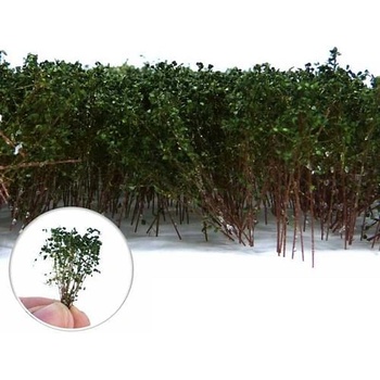 Dekorace Green Stuff World Tall Shrubbery: Dark Green
