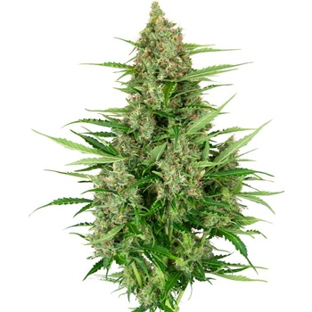 Sensi Seeds Double Kush Cake Auto Balenie: 3 ks 0% THC