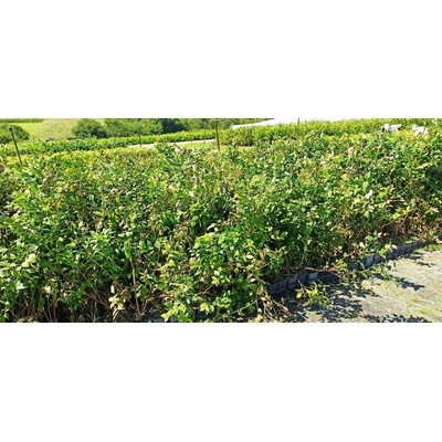 Čučoriedka Brigitta sadenice 3 ročné, PROMO cena