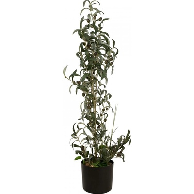 Olivovník s plody, 104 cm