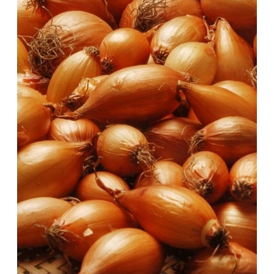 Cibule sazečka Birnformige Allium cepa prodej cibulek 250 g
