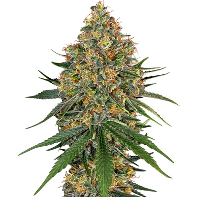 White Label White Cheese semena neobsahují THC 3 ks