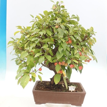 e-bonsai Venkovn bonsai -Malus halliana - Maloplod jablo - Heureka.cz