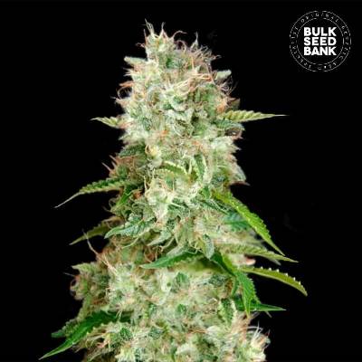 Bulk Seed Bank AUTO Cheese semena neobsahují THC 10 ks