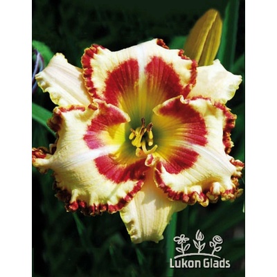 Lukon Glads Denivka LADY BETTY FRETZ - hemerocallis