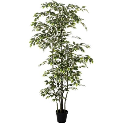 FIKUS V PLAST.KVETINÁČI 210CM
