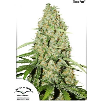 Dutch Passion Think Fast semena neobsahují THC 3 ks