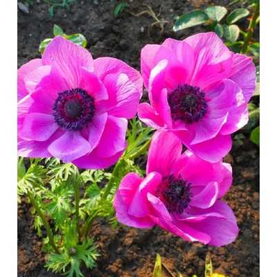 Sasanka Admiral - Anemone - predaj cibuľovín - 3 ks