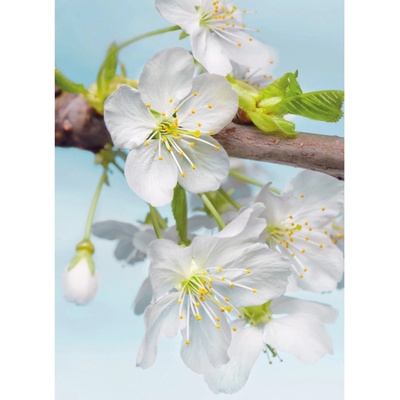 Komar Vliesová fototapeta Blossom rozměry 184 x 248 cm