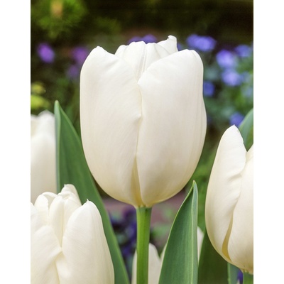 Tulipán 'Hakuun' 5 ks