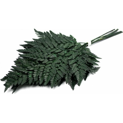 Stabilizovaná papraď - Fern Leather (Colombia)