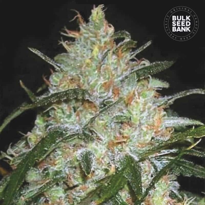 Bulk Seed Bank Grapefruit semienka neobsahujú THC 100 ks