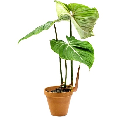 Gardners Philodendron Gloriosum, průměr 12-14 cm Filodendron