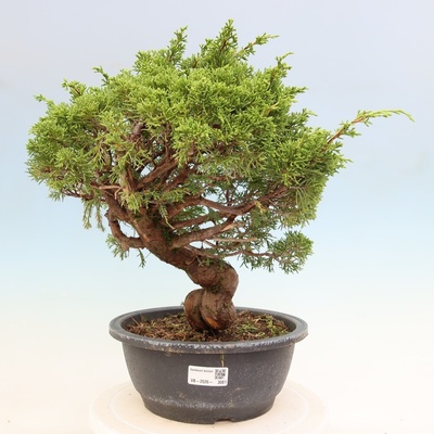 e-bonsai Venkovní bonsai - Juniperus chinensis Itoigawa-Jalovec čínský