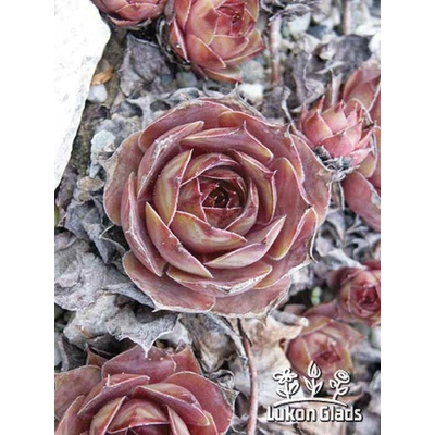 Sempervivum BRIGITTE - netřesk