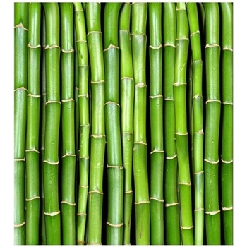 DIMEX ART s. r. o Флизелинов фототапет бамбук 225 x 250 см