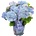 Music Collection® Blue Ballad Music Collection® Хортензия Мacrophylla
