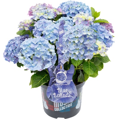 Music Collection® Blue Ballad Music Collection® Хортензия Мacrophylla