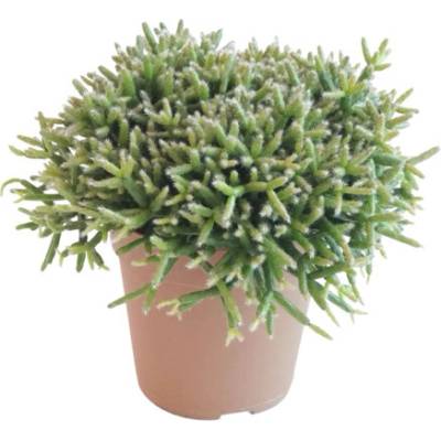 Ripsalis bobulonosný FloraSelf Rhipsalis burchellii cca 15 cm květináč Ø 12 cm