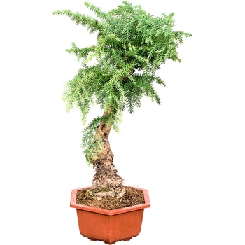 firethorn bonsai tree Scarlet Firethorn Bonsai Tree – Bella Bonsai Nursery main image 1
