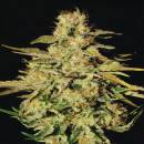 Paradise Seeds Jacky White semena neobsahují THC 3 ks